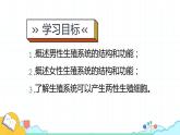 4.1.2人的生殖课件2021-2022学年人教版生物七年级下册