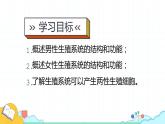 4.1.2人的生殖课件2021-2022学年人教版生物七年级下册