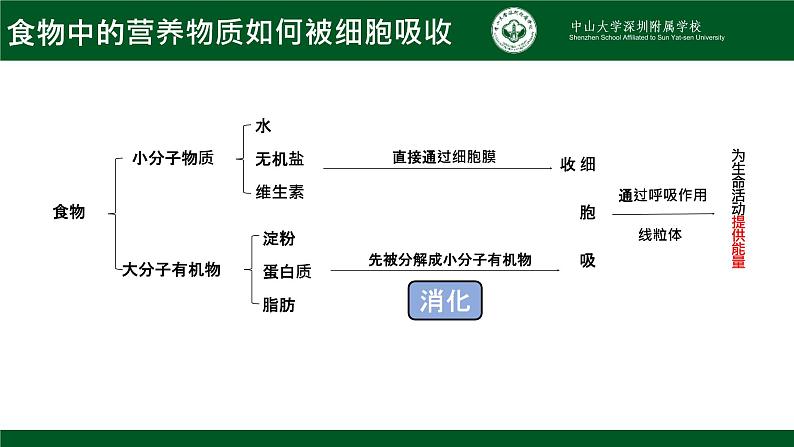 4.2.2消化和吸收课件2021--2022学年人教版生物七年级下册04