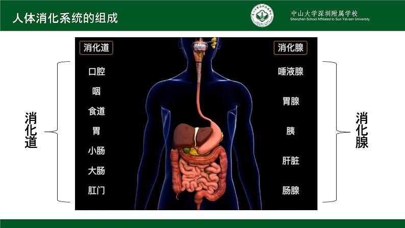 4.2.2消化和吸收课件2021--2022学年人教版生物七年级下册08