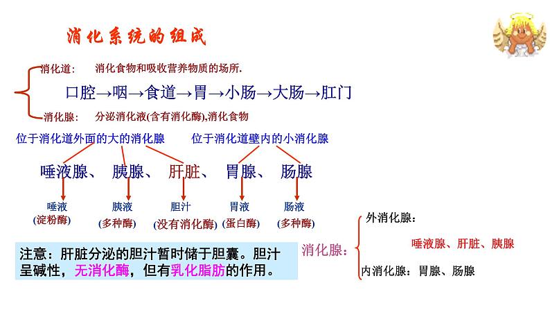 4.2.2消化和吸收课件2021-2022学年人教版生物七年级下册第3页