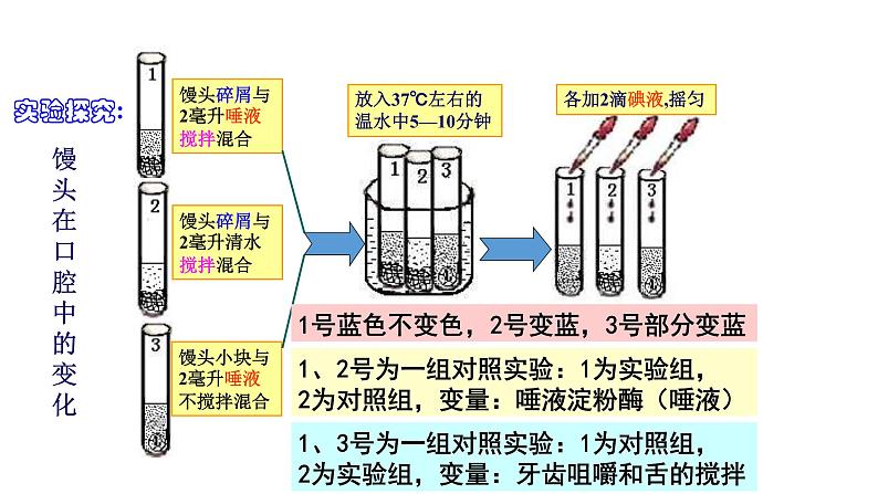 4.2.2消化和吸收课件2021-2022学年人教版生物七年级下册第6页