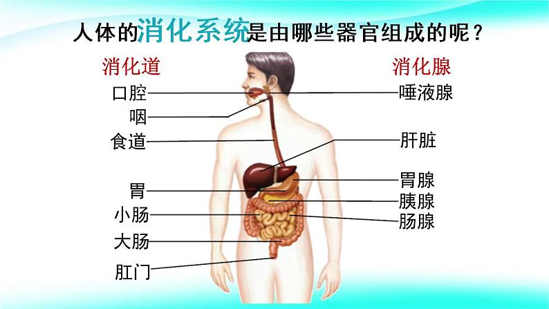 4.2.2消化和吸收课件2021--2022 学年人教版生物七年级下册第4页