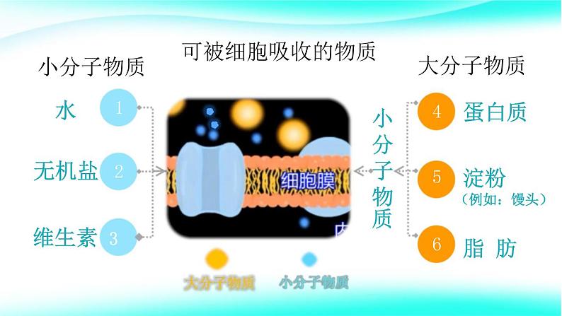 4.2.2消化和吸收课件2021--2022 学年人教版生物七年级下册第6页