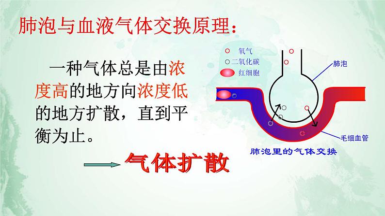 4.3.2发生在肺内的气体交换课件2021- 2022学年人教版生物七年级下册第7页