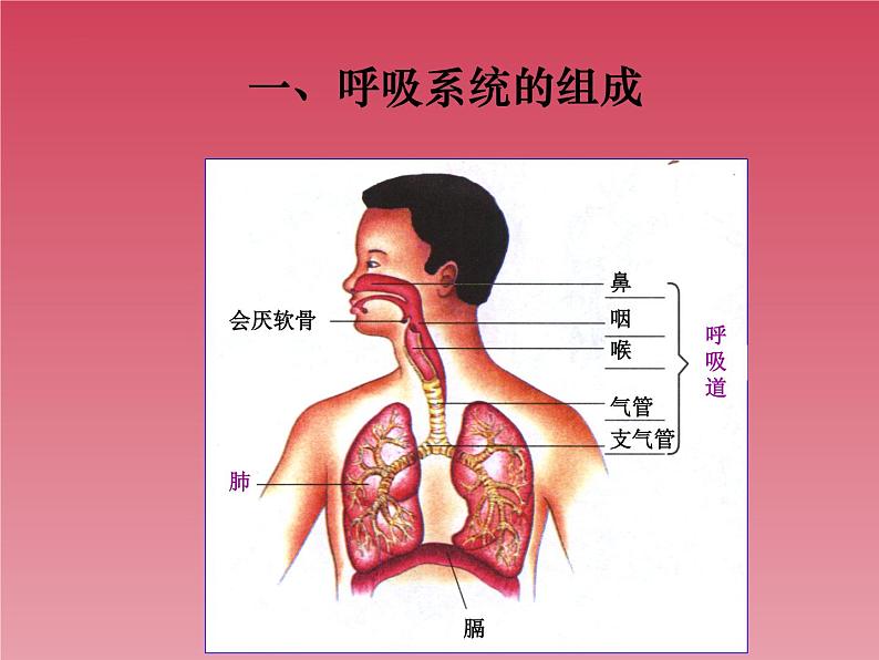 4.3.1呼吸道对空气的处理课件2021- -2022学年人教版生物七年级下册第4页