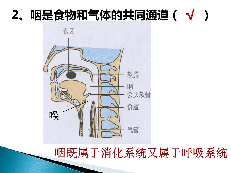 4.3.1呼吸道对空气的处理课件2021-2022学年 人教版生物七年级下册第4页