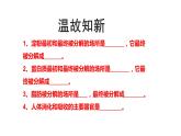 4.3.1呼吸道对空气的处理课件2021 --2022学年人教版生物七年级下册