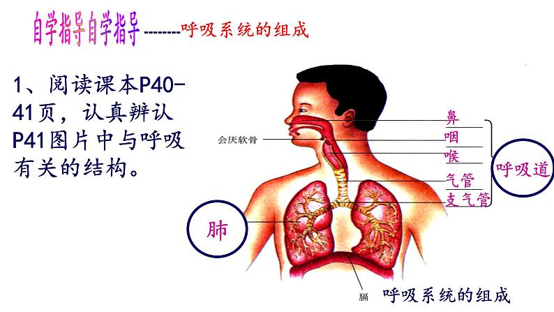 4.3.1呼吸道对空气的处理课件2021 --2022学年人教版生物七年级下册第7页