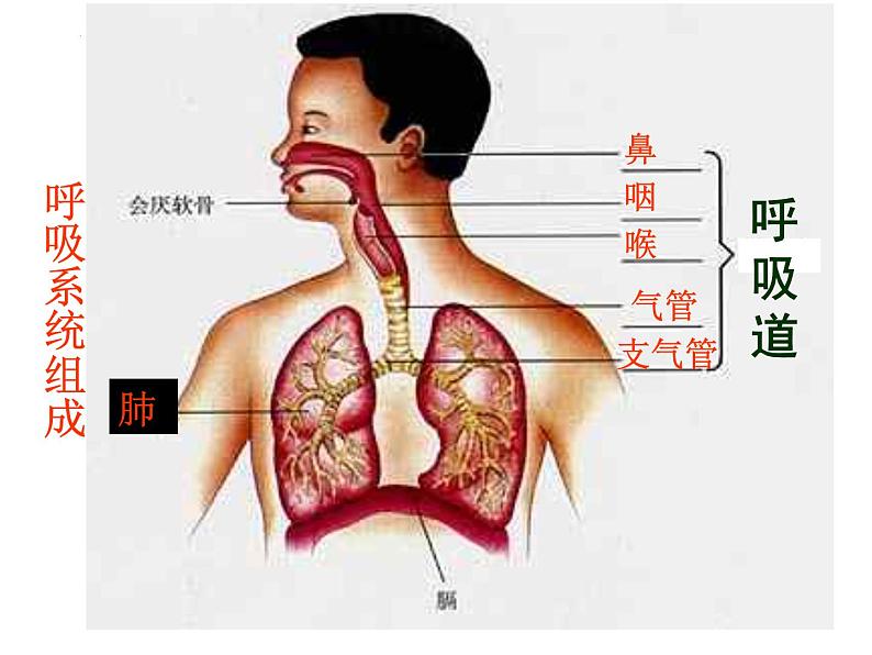 4.3.1呼吸道对空气的处理课件 2021--2022学年人教版生物七年级下册第5页