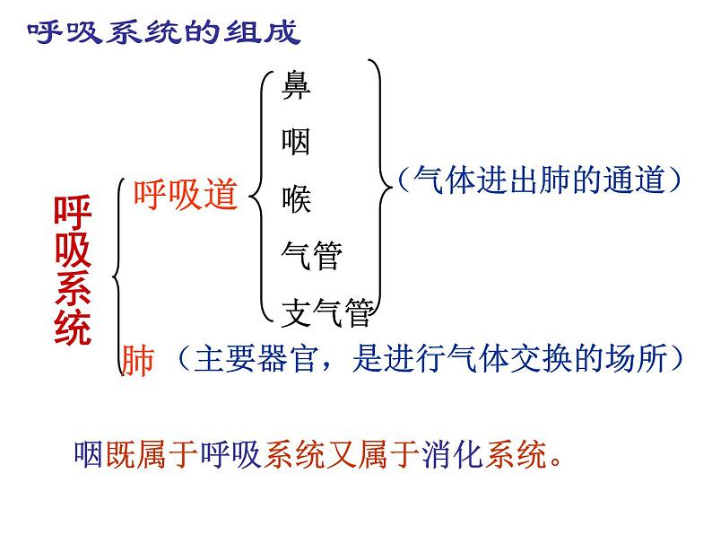 4.3.1呼吸道对空气的处理课件 2021--2022学年人教版生物七年级下册第6页