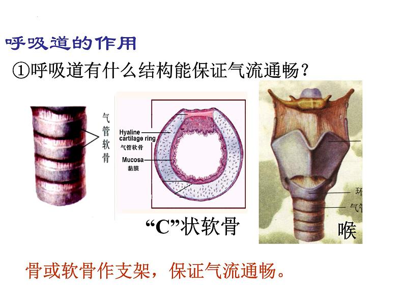 4.3.1呼吸道对空气的处理课件 2021--2022学年人教版生物七年级下册第8页