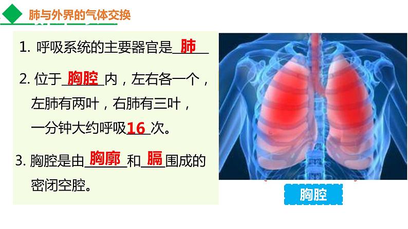 4.3.2发生在肺内的气体交换课件2021--2022学年人教版生物七年级下册05