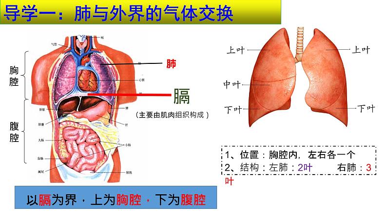 4.3.2发生在肺内的气体交换课件 2021-2022学年人教版七年级生物下册第6页