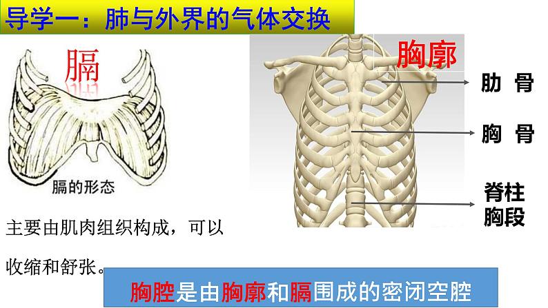 4.3.2发生在肺内的气体交换课件 2021-2022学年人教版七年级生物下册第7页