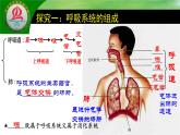 4.3.1呼吸道对空气的处理课件2021--2022学年 人教版生物七年级下册