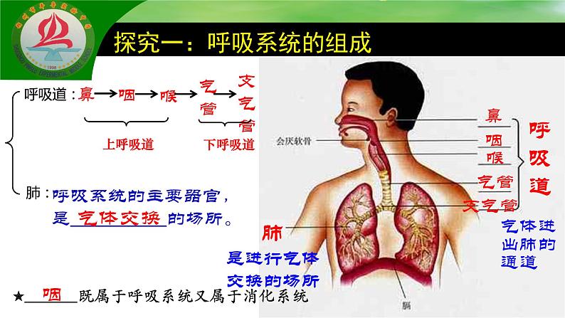 4.3.1呼吸道对空气的处理课件2021--2022学年 人教版生物七年级下册05