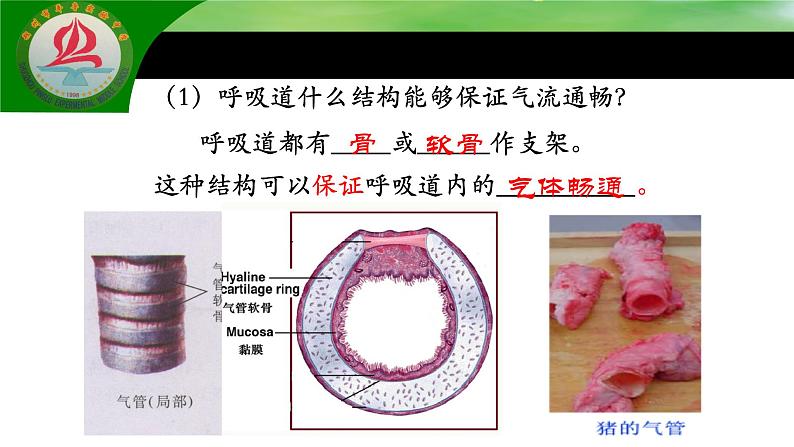 4.3.1呼吸道对空气的处理课件2021--2022学年 人教版生物七年级下册07