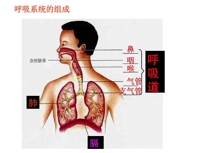 4.3.1呼吸道对空气的处理课件2021--2022学年人教版七年级下册生物第3页