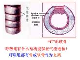 4.3.1呼吸道对空气的处理课件2021--2022学年人教版七年级下册生物