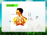 4.3.2发生在肺内的气体交换课件（第一课时）2021--2022学年人教版生物七年级下册