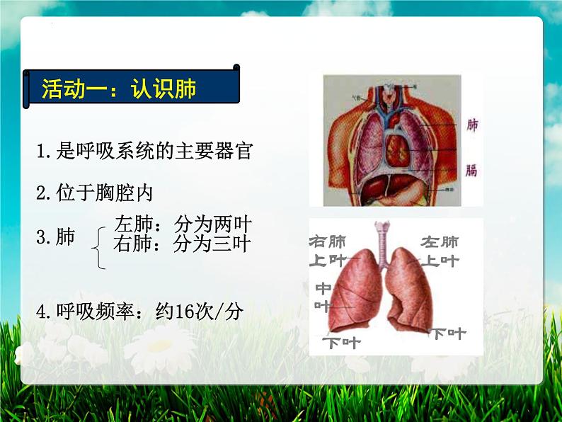 4.3.2发生在肺内的气体交换课件（第一课时）2021--2022学年人教版生物七年级下册第5页