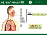 4.3.2发生在肺内的气体交换课件2021--2022学年人教版初中生物七年级下册