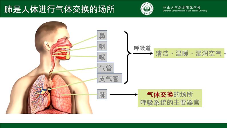 4.3.2发生在肺内的气体交换课件2021--2022学年人教版初中生物七年级下册03