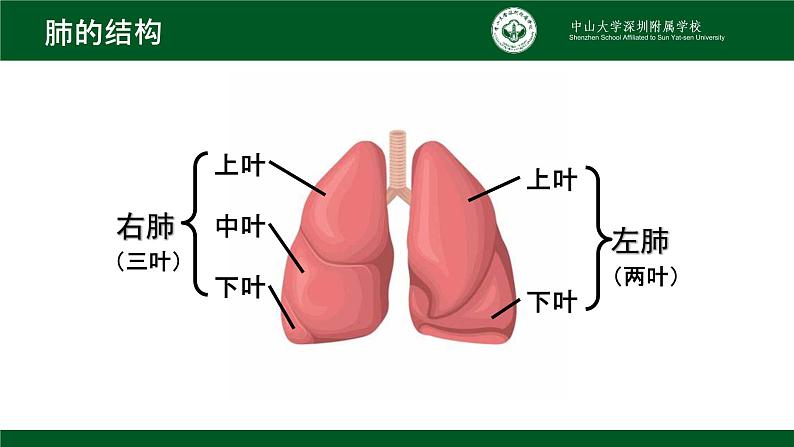 4.3.2发生在肺内的气体交换课件2021--2022学年人教版初中生物七年级下册06