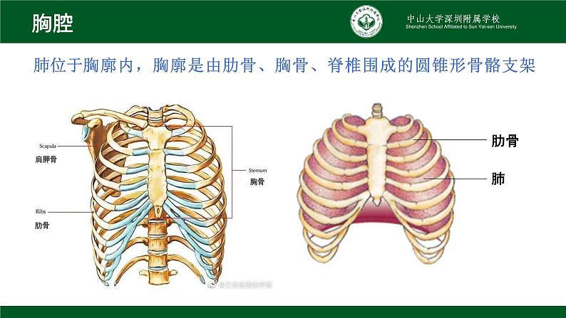 4.3.2发生在肺内的气体交换课件2021--2022学年人教版初中生物七年级下册07