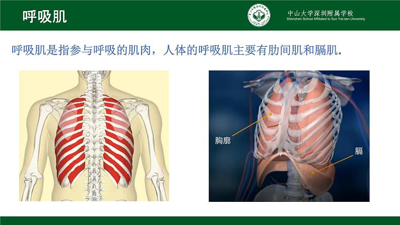 4.3.2发生在肺内的气体交换课件2021--2022学年人教版初中生物七年级下册08