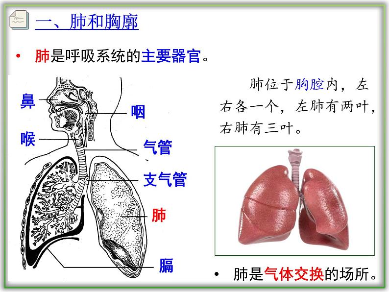 4.3.2发生在肺内的气体交换课件2021-2022学年人教版七年级生物下册第4页