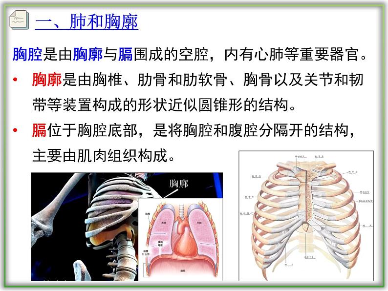 4.3.2发生在肺内的气体交换课件2021-2022学年人教版七年级生物下册第5页