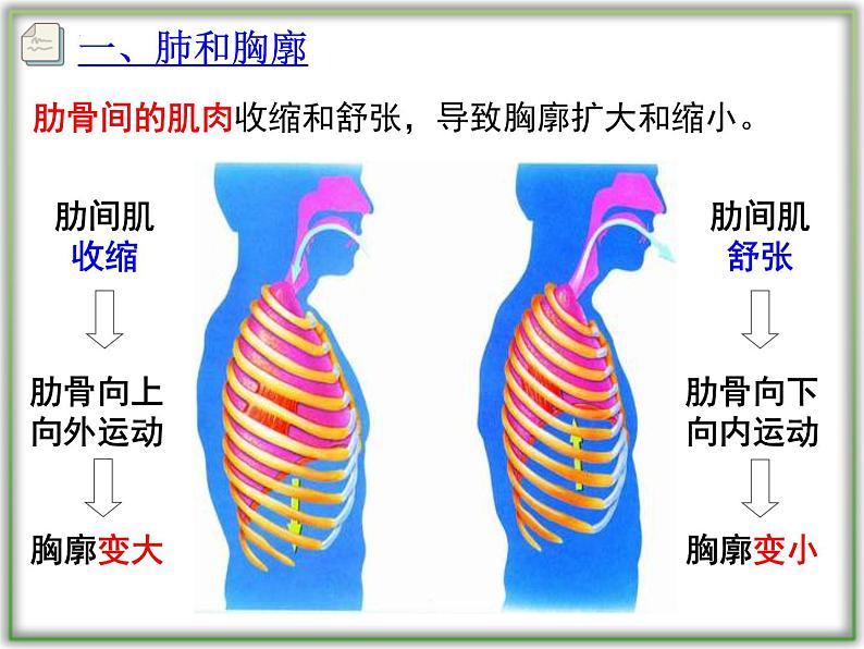 4.3.2发生在肺内的气体交换课件2021-2022学年人教版七年级生物下册第7页