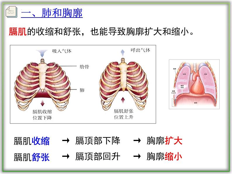 4.3.2发生在肺内的气体交换课件2021-2022学年人教版七年级生物下册第8页