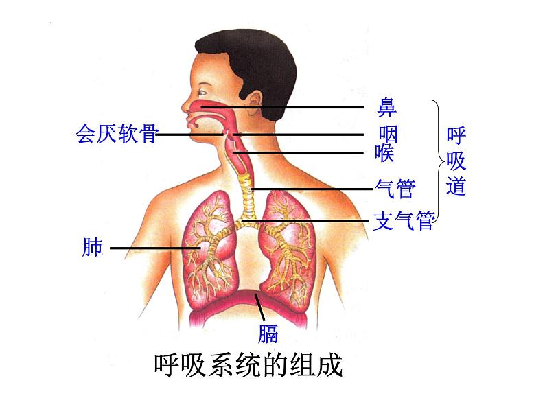 4.3.1呼吸道对空气的处理课件2021--2022学年人教版生物七年级下册03