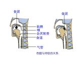 4.3.1呼吸道对空气的处理课件2021--2022学年人教版生物七年级下册