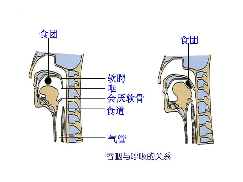 4.3.1呼吸道对空气的处理课件2021--2022学年人教版生物七年级下册05