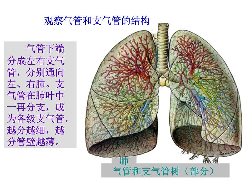 4.3.1呼吸道对空气的处理课件2021--2022学年人教版生物七年级下册08