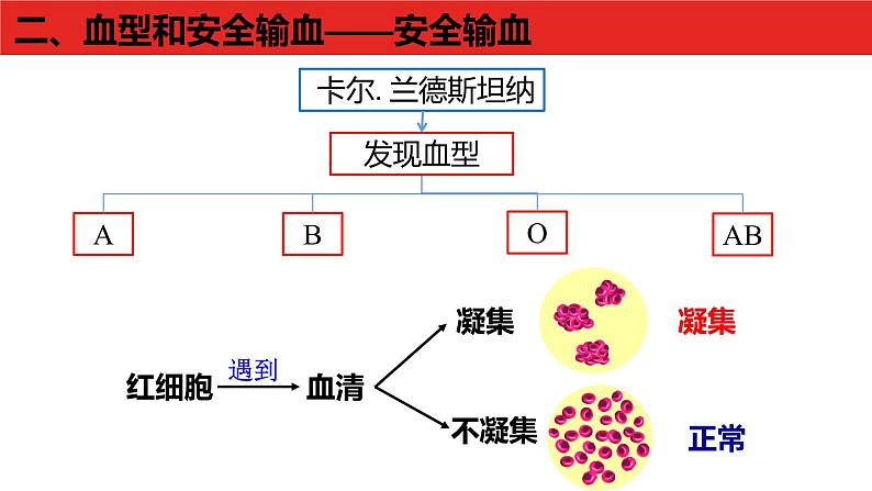 4.4.4输血与血型课件2021- 2022学年人教版生物七年级下册04