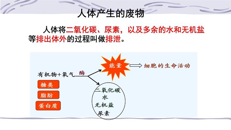 4.5人体内废物的排出课件2021-- 2022学年人教版生物七年级下册02