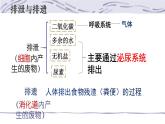 4.5人体内废物的排出课件2021-- 2022学年人教版生物七年级下册