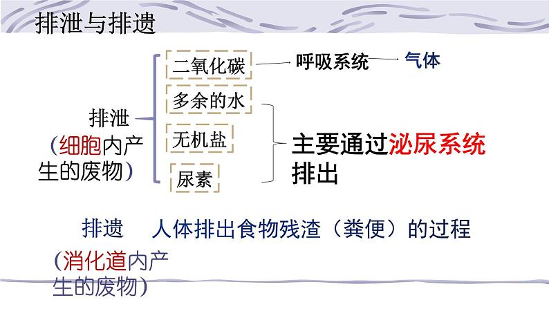 4.5人体内废物的排出课件2021-- 2022学年人教版生物七年级下册03