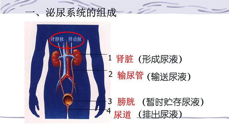 4.5人体内废物的排出课件2021-- 2022学年人教版生物七年级下册04