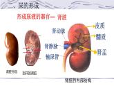 4.5人体内废物的排出课件2021-- 2022学年人教版生物七年级下册