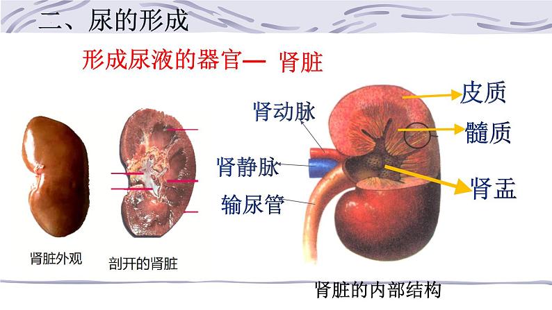 4.5人体内废物的排出课件2021-- 2022学年人教版生物七年级下册05