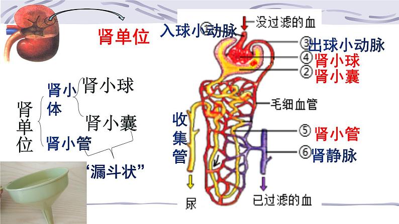 4.5人体内废物的排出课件2021-- 2022学年人教版生物七年级下册06