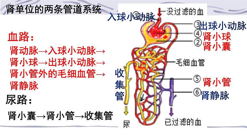 4.5人体内废物的排出课件2021-- 2022学年人教版生物七年级下册07