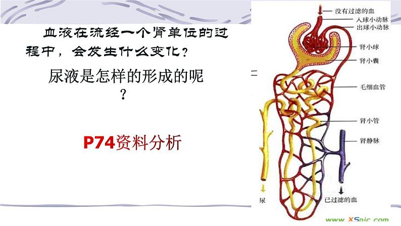 4.5人体内废物的排出课件2021-- 2022学年人教版生物七年级下册08