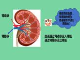 4.5人体内废物的排出课件2021---2022学年人教版生物七年级下册